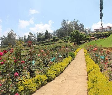 Rose Garden